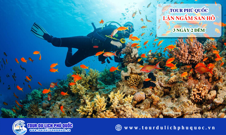 Tour lặn ngắm san hô Phú Quốc 3 ngày 2 đêm 